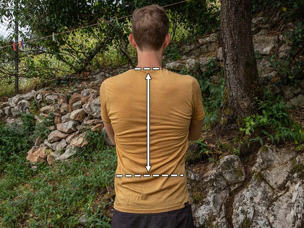 An overview that shows the average torso length of an average person's back