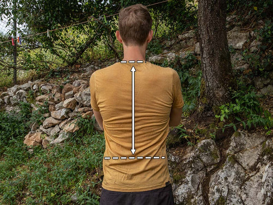 An overview that shows the average torso length of an average person's back