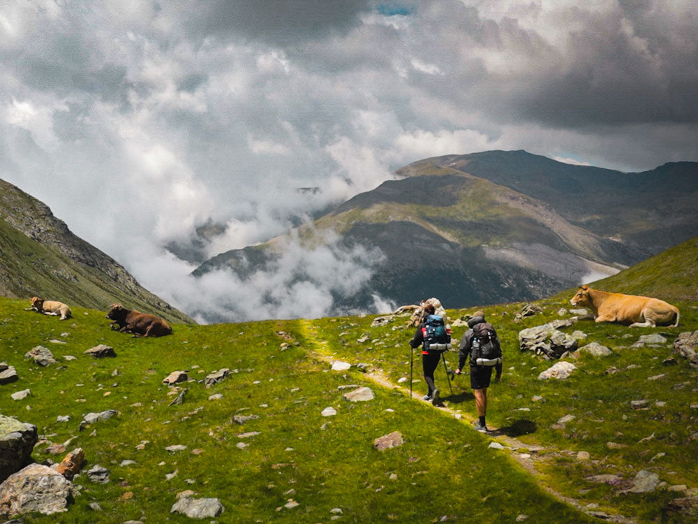 Why Do Hikers Wear Cowbells? Do They Repel Bears?